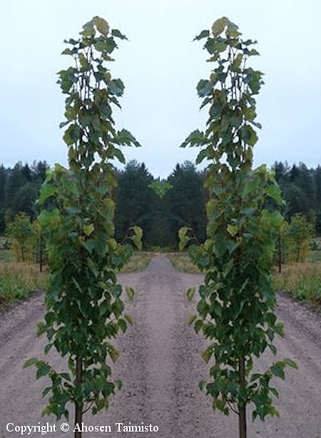 Tilia cordata 'Ahonen', pylvslehmus